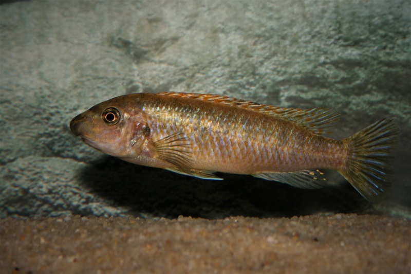 Labeotropheus trewavasae 'Thumbi West Island'